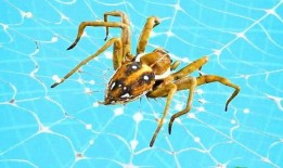 爆炸蜘蛛最新爆料下载,揭秘神秘生物的惊人真相与未知能力